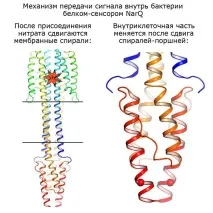 Вчені дослідили механізм передачі сигналів у бактерій - у блозі - Наука - Зроблено у нас передачі