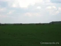 Полювання на гусака навесні потрібно