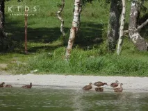 Озеро Шибиндиколь у Східному Казахстані східному