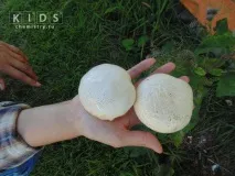 Озеро Шибиндиколь у Східному Казахстані східному