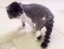 Перукарня для котів котів