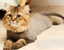 Перукарня для котів кішок