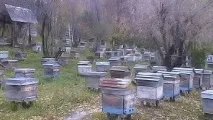 Бджільництво восени бджіл