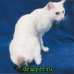 Ниркова недостатність у котів,фото, ниркова недостатність кішки, принцип роботи нирок, фото