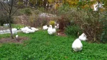 Племінний птах розплідника шовкових курей - З Квіткового міста - рік 2016 племінний