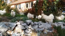 Племінний птах розплідника шовкових курей - З Квіткового міста - рік 2016 птах