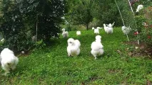 Племінний птах розплідника шовкових курей - З Квіткового міста - рік 2016 курей