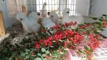 Племінний птах розплідника шовкових курей - З Квіткового міста - рік 2016 птах