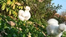 Племінний птах розплідника шовкових курей - З Квіткового міста - рік 2016 племінний