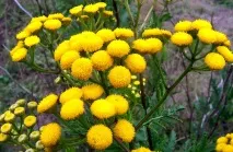 Піжма, корисні властивості та протипоказання корисні