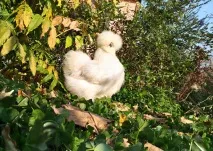 Племінний птах розплідника шовкових курей - З Квіткового міста - рік 2016 розплідника