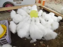 Племінний птах розплідника шовкових курей - З Квіткового міста - рік 2016 шовкових