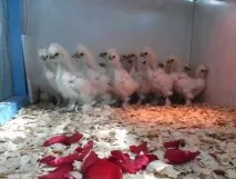 Племінний птах розплідника шовкових курей - З Квіткового міста - рік 2016 птах