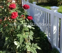 властивості
