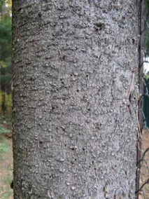 чому