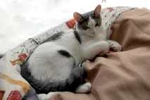Котейна, котокафе котейна