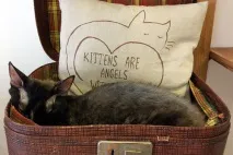 Котейна, котокафе можна