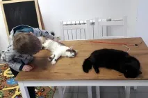 Котейна, котокафе можна