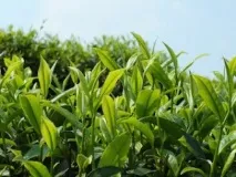 Чи корисний чай при діабеті діабеті