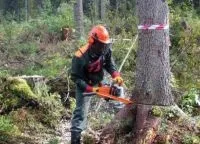 Правила вирубування лісу правила