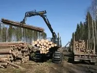 Правила вирубування лісу вирубування