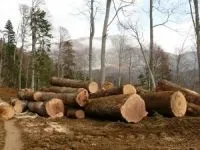 Правила вирубування лісу вирубування