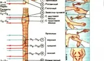 признаци