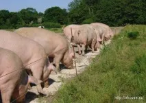 Приготування рідких кормів, ЕкоВсе кормів
