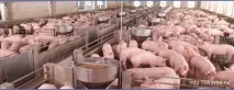 Приготування рідких кормів, ЕкоВсе рідких