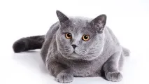 Про котів у синематографі, BUDYON - S OFFICIAL SITE синематографі