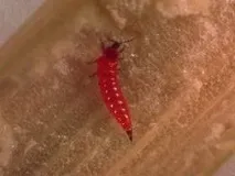 Пшеничний трипс як врятувати врожай трипс