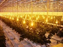 Як виростити своїми руками, особливості вирощування Ранні огірки в теплиці виростити