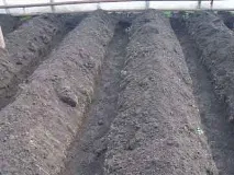 Як виростити своїми руками, особливості вирощування Ранні огірки в теплиці своїми