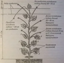 Як виростити своїми руками, особливості вирощування Ранні огірки в теплиці руками