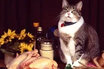 Класи кормів для котів котів