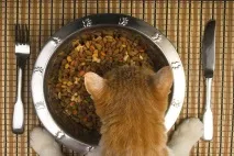 Класи кормів для котів лінійки
