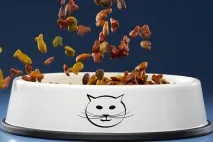Класи кормів для котів кормів