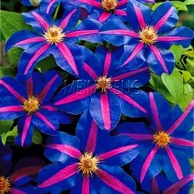 Клематис махровий (фото) - сорти, Сайт про сад, дачу та кімнатні рослини сорти