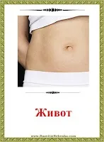РОЗВИТОК ДИТИНИ Картки Частини тіла Людини дитини