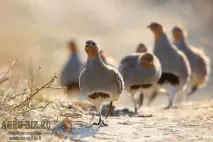 домашніх