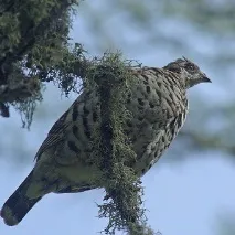 развъждане