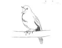 Малюємо солов’я олівцем - Я рукоділка лінії