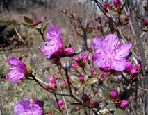 Рододендрон сихотинський (Rhododendron sichotense Pojark рододендрон
