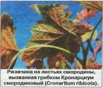 Іржа на плодових деревах та чагарниках - Сади Сибіру сибіру