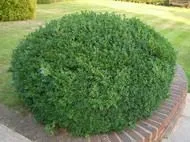 Самшит вічнозелений (Buxus sempervirens) вічнозелений