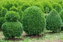 Самшит вічнозелений (Buxus sempervirens) buxus
