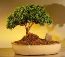 Самшит вічнозелений (Buxus sempervirens) buxus