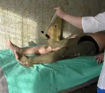 Санаторій «Руш» санаторій