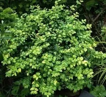 Самшит вічнозелений (Buxus sempervirens) вічнозелений