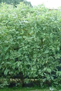 Самшит вічнозелений (Buxus sempervirens) buxus